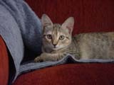 pixel