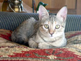 pixel