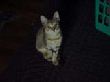 pixel