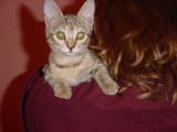 pixel on gillian's shoulder