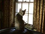 pixel